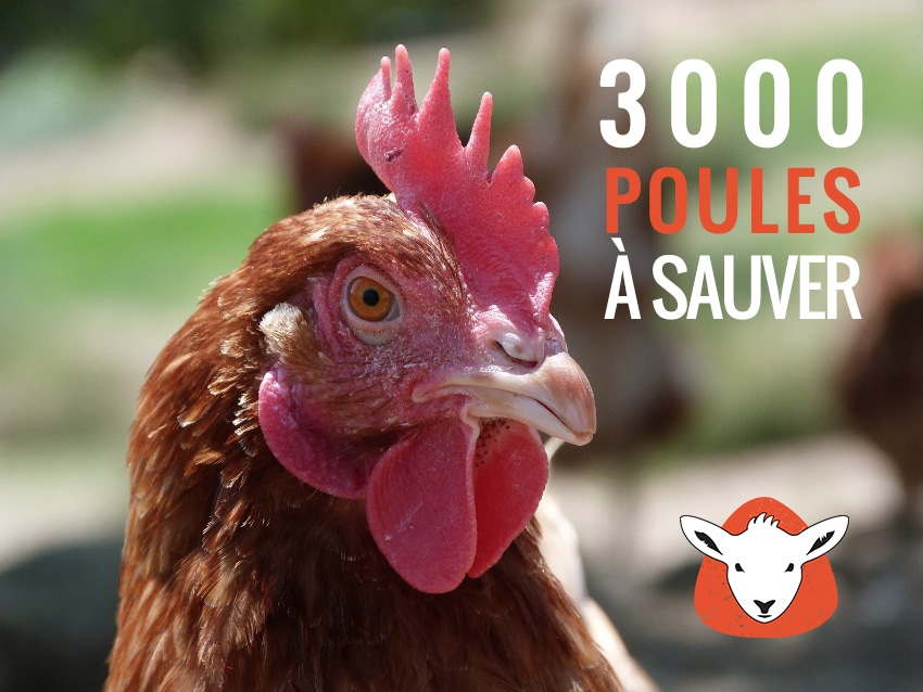Encore 600 poules sauvées – refuge Altervita, Ardèche