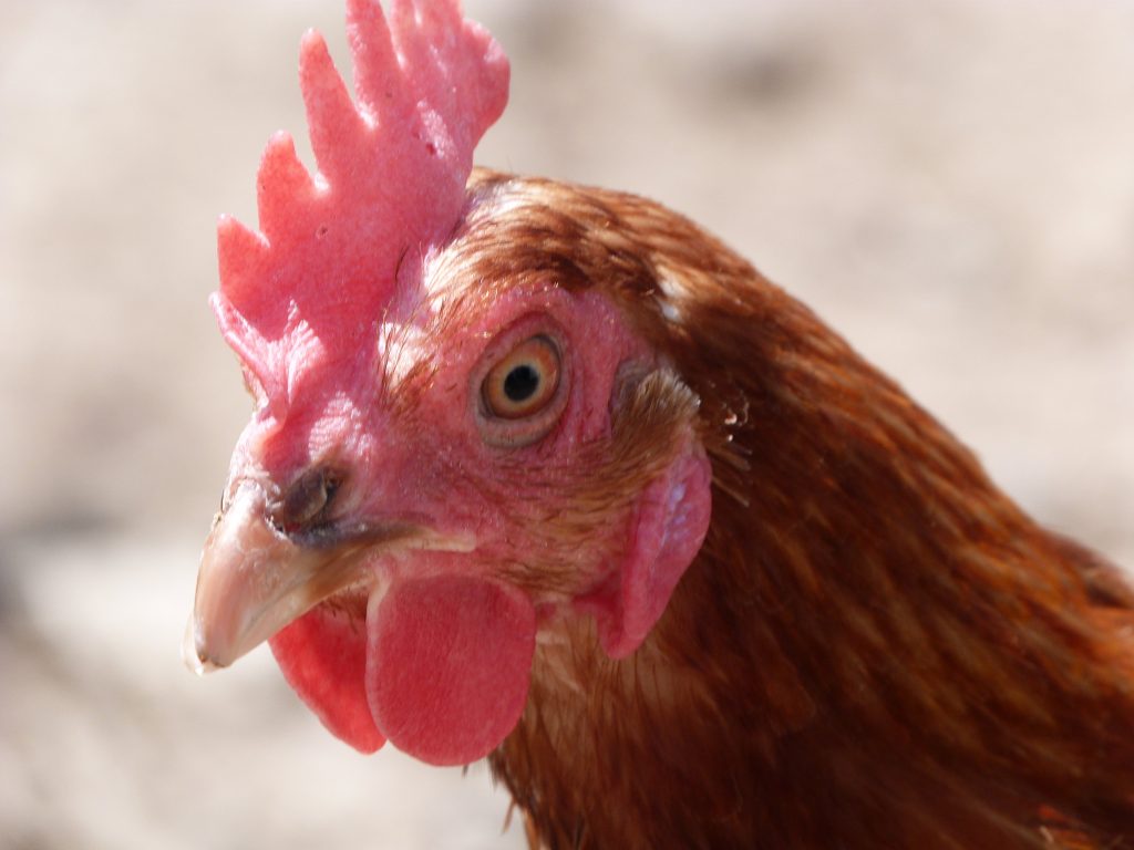 1001 poules sauvées de l&rsquo;abattoir ! – refuge Altervita, Ardèche