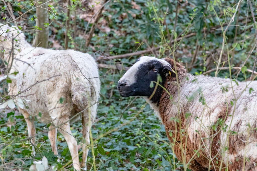 Un nouveau parc pour le printemps – refuge Altervita, Ardèche (4/5)