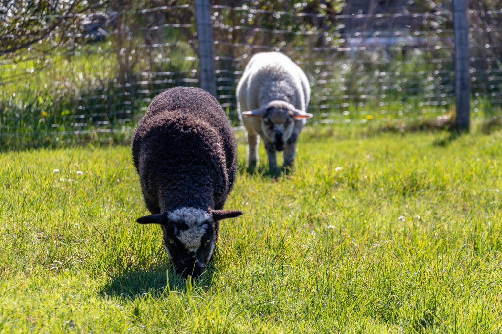 Sauvetage de 4 adorables moutons – refuge Altervita, Ardèche (18/21)