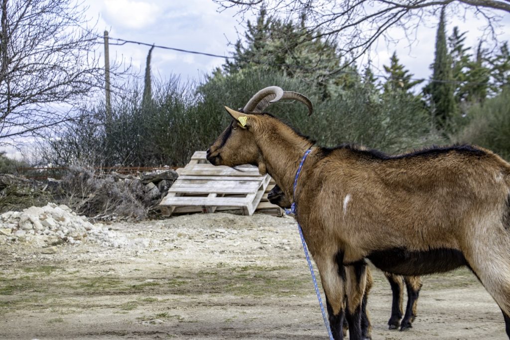La chèvre Tonka ! – refuge Altervita, Ardèche