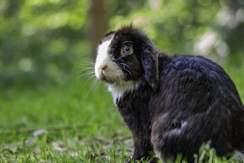 Sauvetage de Jayce et Starlion – refuge Altervita, Ardèche
