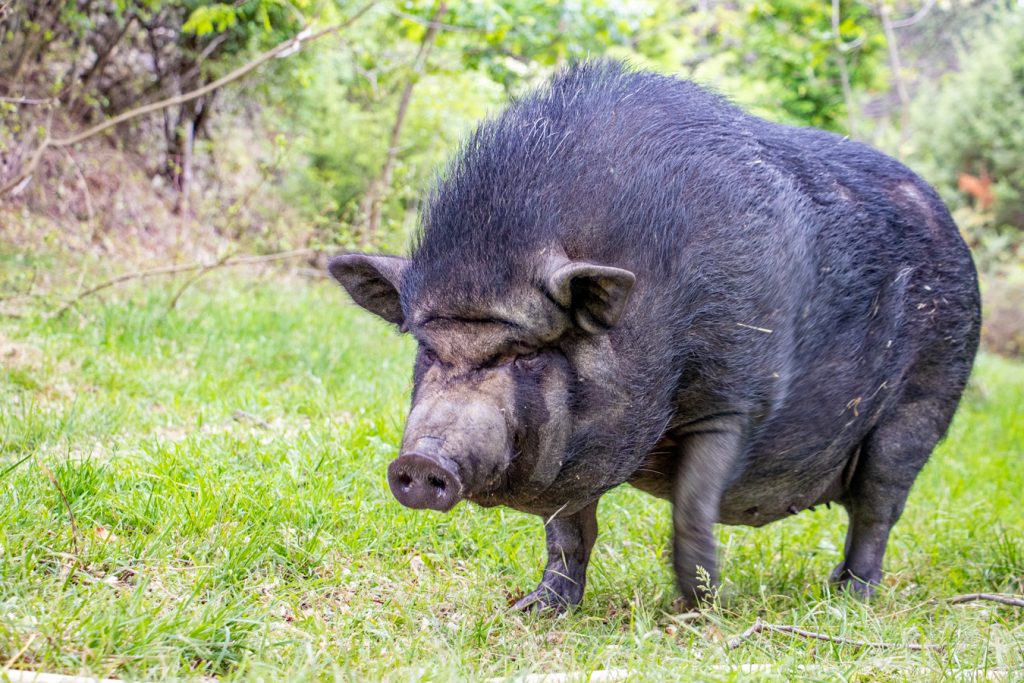 Des cochons débarquent au refuge ! – refuge Altervita, Ardèche (3/10)