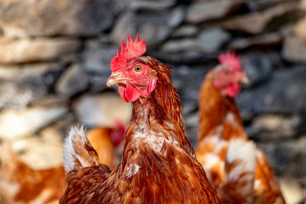 3027 poules ont été sauvées – refuge Altervita, Ardèche
