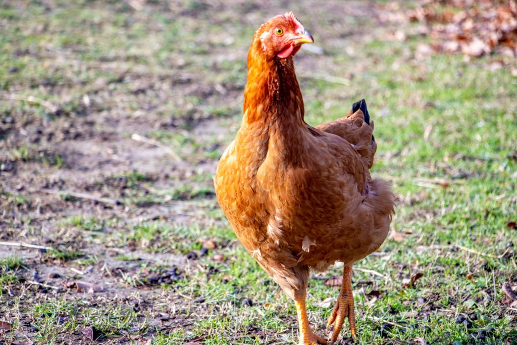 Piou et Loulou – refuge Altervita, Ardèche