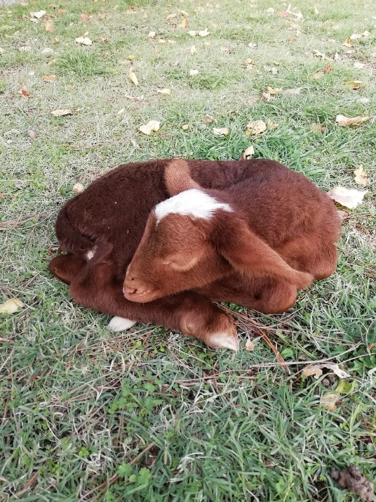 Deux nouvelles adoptions – refuge Altervita, Ardèche