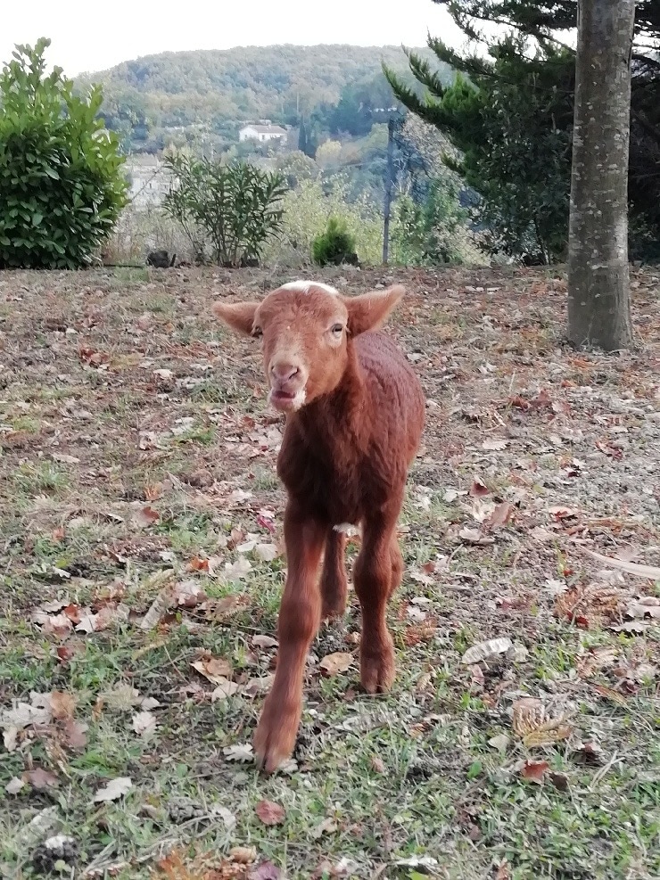 Trois nouveaux sauvetages – refuge Altervita, Ardèche (1/2)