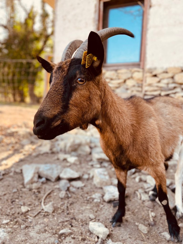 Cajou au refuge Altervita, au printemps