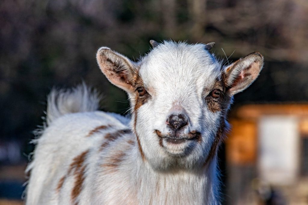 Deux animaux sauvés maintenant à l&rsquo;adoption – refuge Altervita, Ardèche