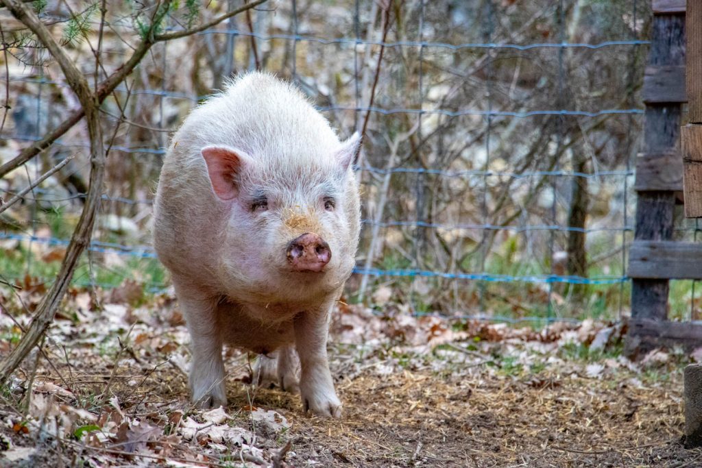 Soutenez nos actions, offrez des cadeaux originaux – refuge Altervita, Ardèche