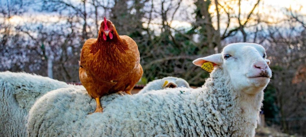 Encore deux boucs sauvés – refuge Altervita, Ardèche