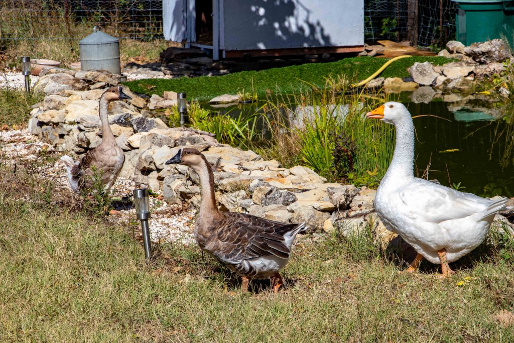 Quelques conseils pour l&rsquo;accueil des poules pondeuses de réforme – refuge Altervita, Ardèche