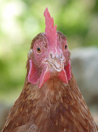 Nous pouvons sauver 1000 poules pondeuses ! – refuge Altervita, Ardèche