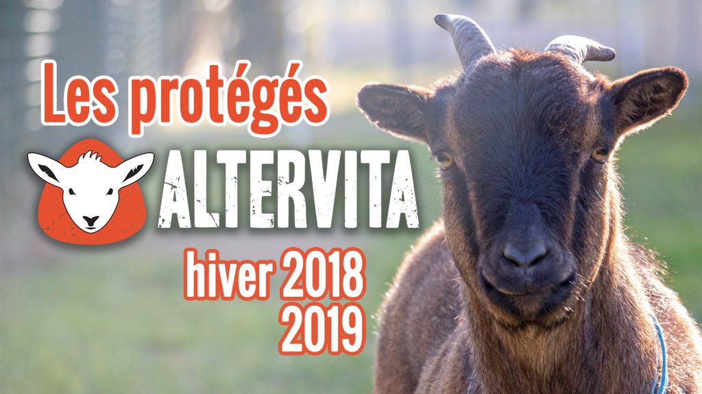 [Vidéo] Les protégés d&rsquo;Altervita #2 – refuge Altervita, Ardèche