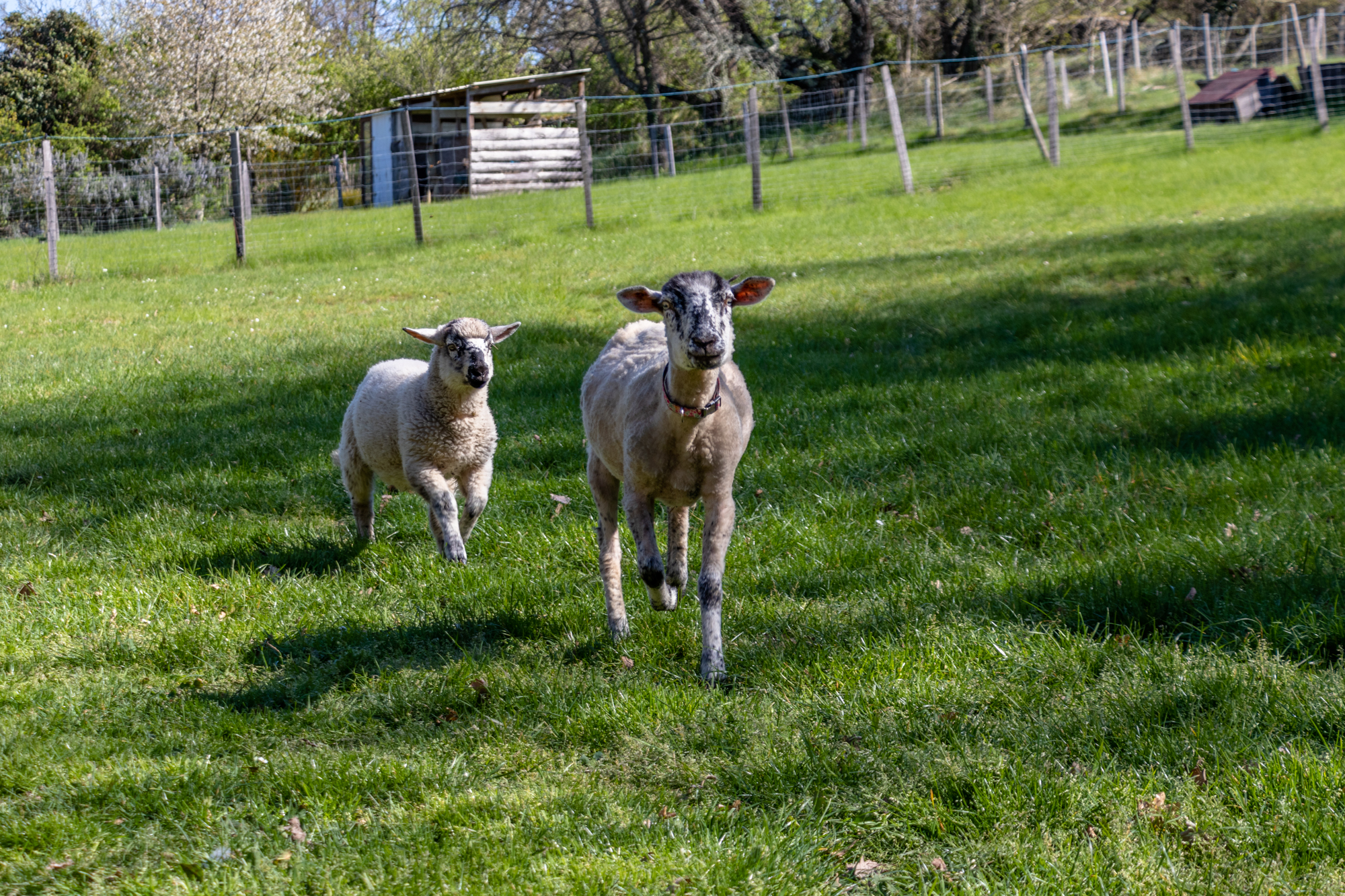 Deux agneaux courent vers l’objectif dans un pré verdoyant – refuge Altervita, Ardèche