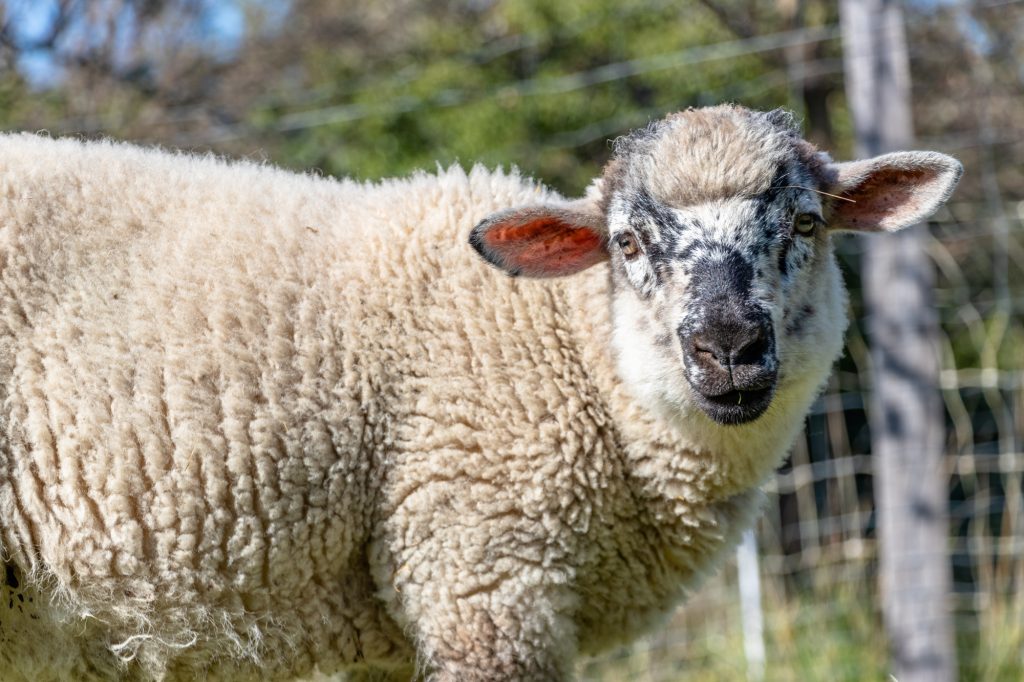 Portrait d’une brebis à la laine épaisse, au refuge Altervita en Ardèche