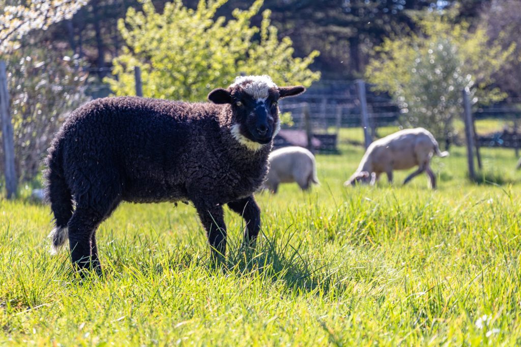 Noëlle, Agnès et leur troupeau arrivent au refuge – refuge Altervita, Ardèche