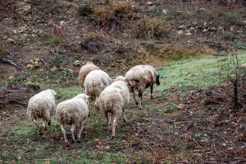 Un petit groupe de brebis dans un pré au refuge Altervita