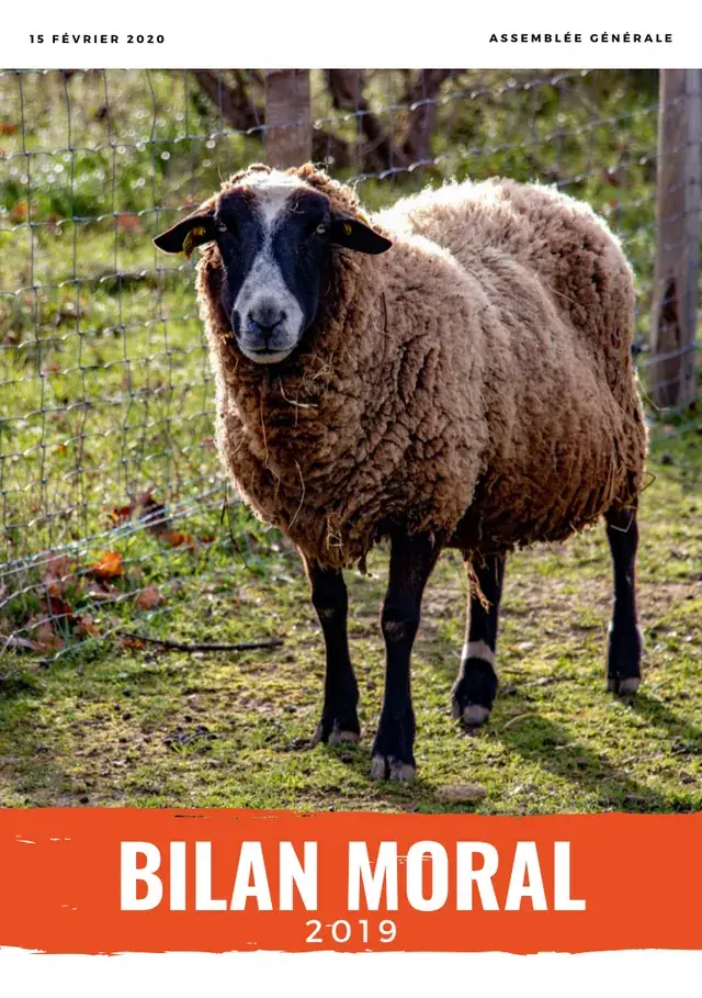 Couverture du bilan moral 2019 : une brebis brune au museau noir