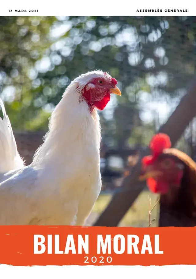 Couverture du bilan moral 2020 : un coq blanc