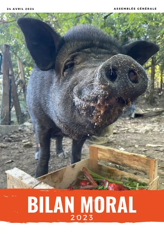 Couverture du bilan moral 2023 : un cochon noir devant une caisse de légumes