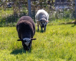 Sauvetage de 4 adorables moutons