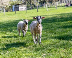 Le printemps est là… et plein de nouveaux pensionnaires !